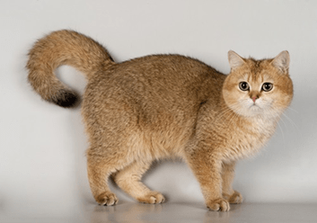Британская кошка, золотой тикированный окрас